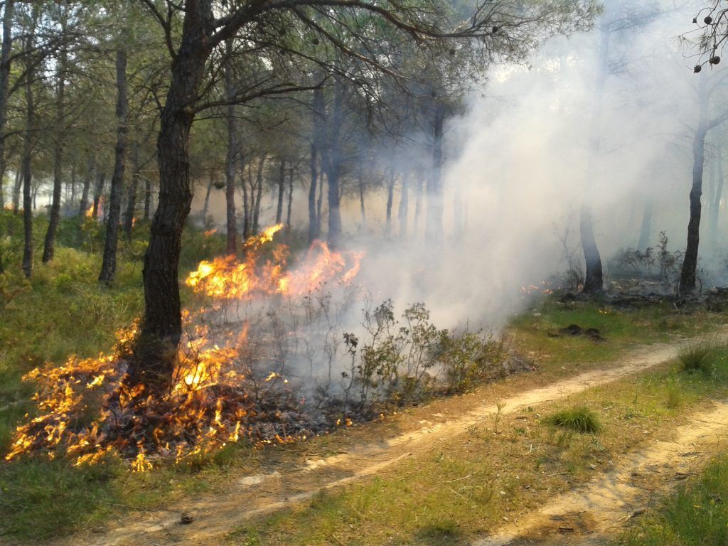 incendio forestal
