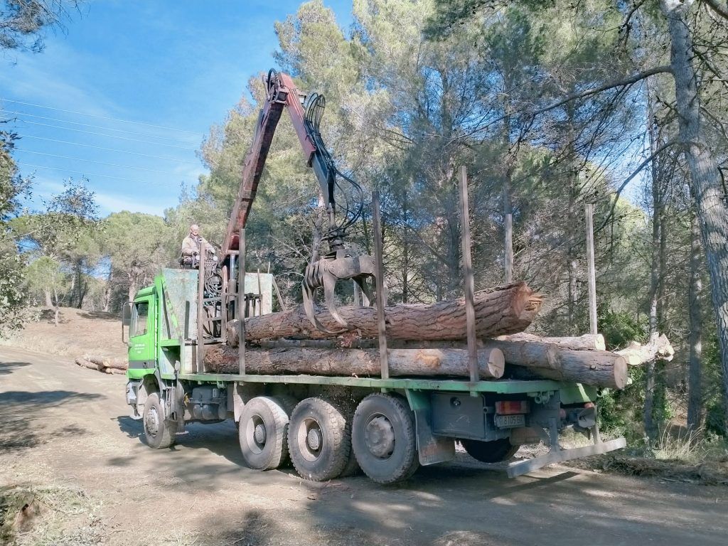Aprovechamiento forestal de pino para biomassa