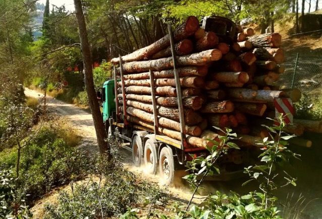 Aprovechamiento forestal de madera para sierra-2
