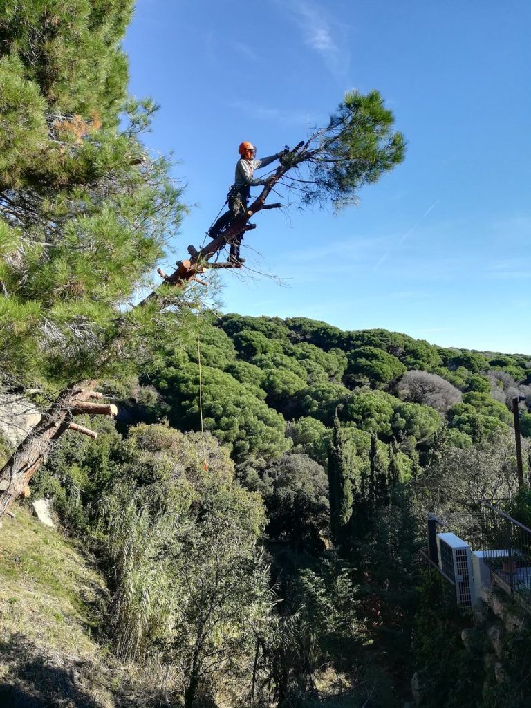 Tala de un pino muy inclinado