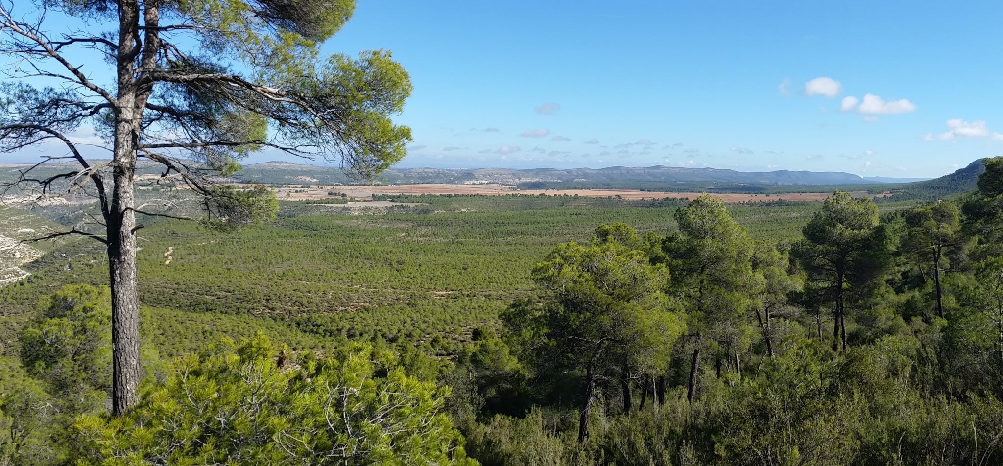 Bosque mediterraneo continuo de pino