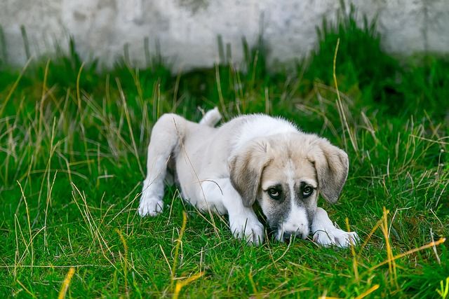 L'eruga processionària és un perill per a la teva mascota - Cadell 