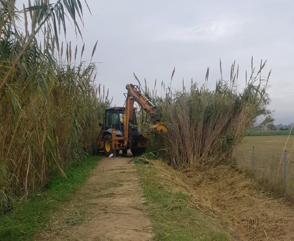 Desbroce de cañas con tractor y brazo desbrozador
