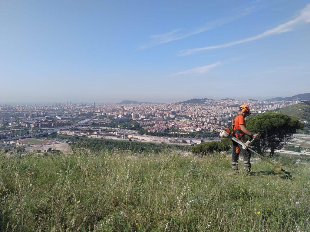 Desbroce vegetación baja