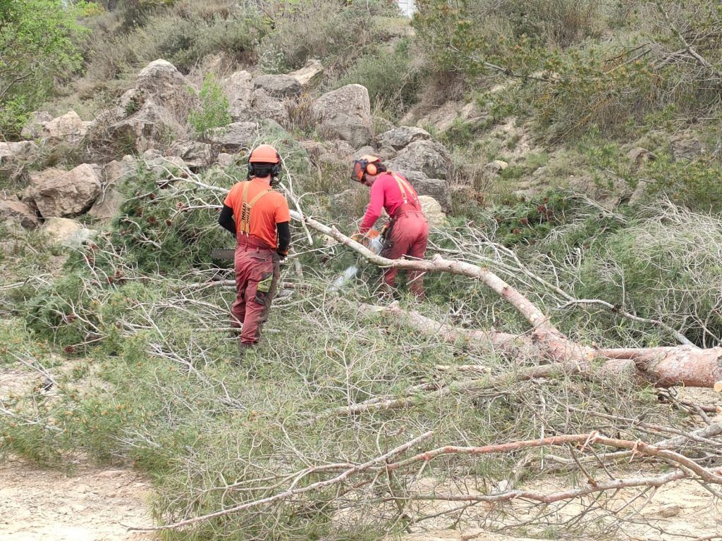 Equipo troceando un pino con motosierra