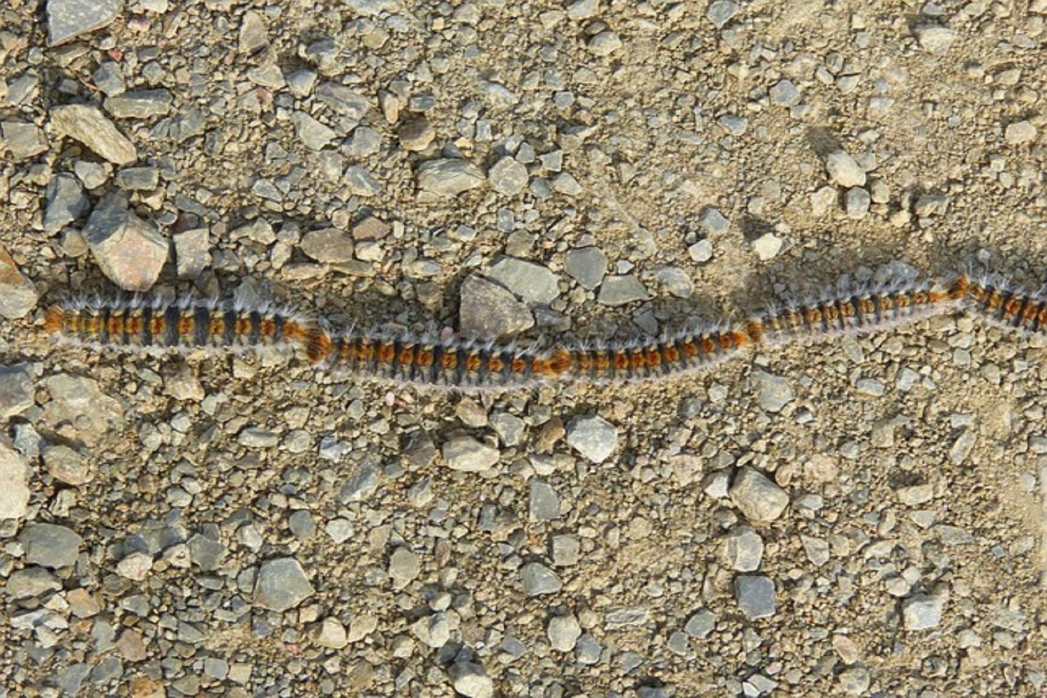 Fila de orugas procesionaria