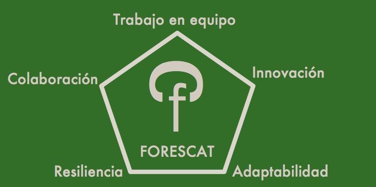 Gráfico de los valores de la empresa Gráfico valores empresariales de forescat