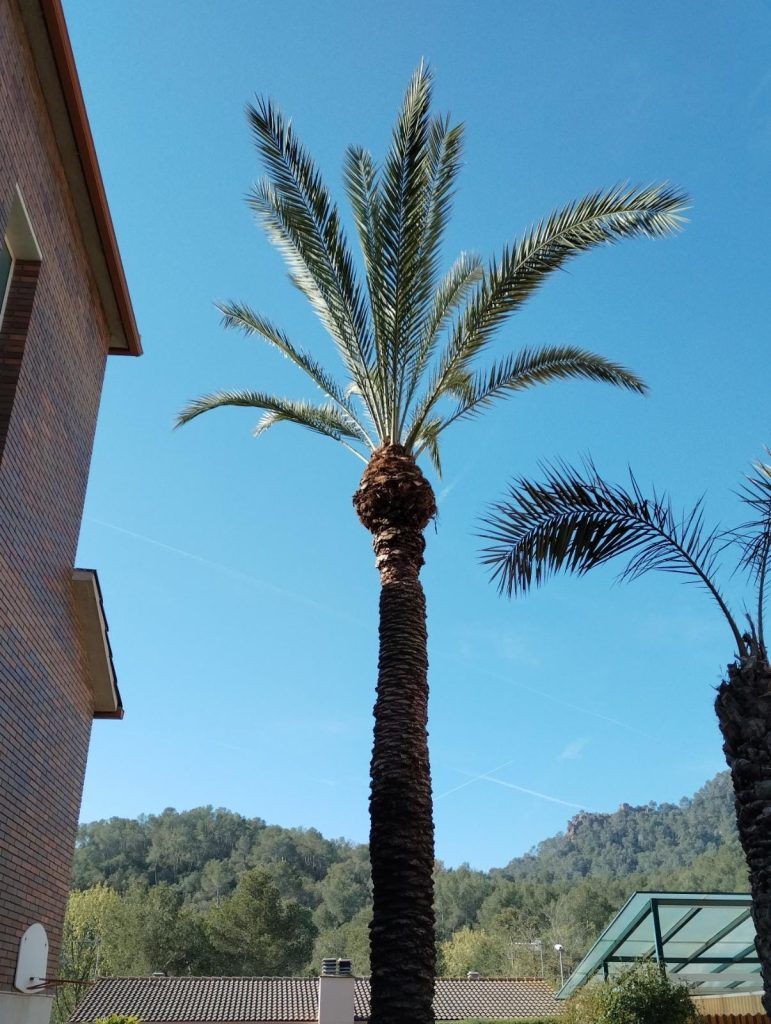 palmera bien podada