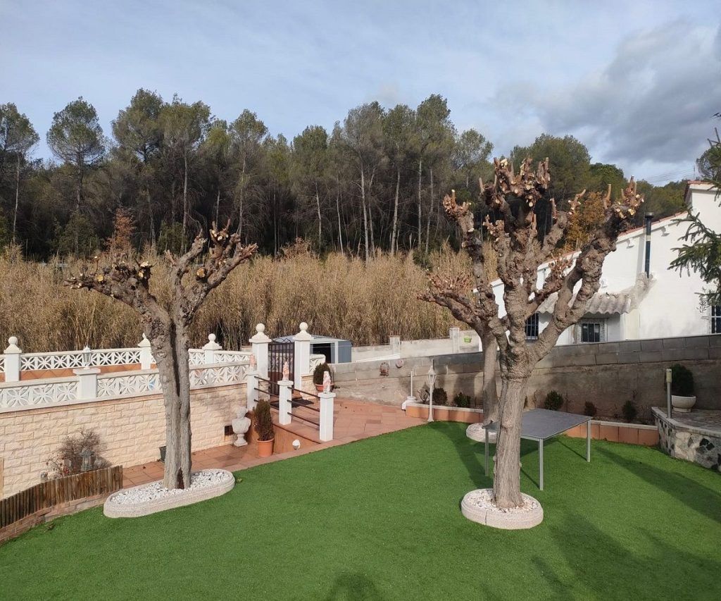 Servicios forestales de Poda de moreras
