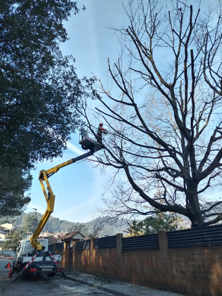 Poda de un roble con cesta