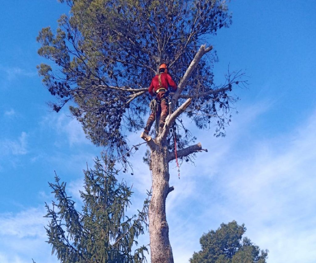 Poda en altura de un pino