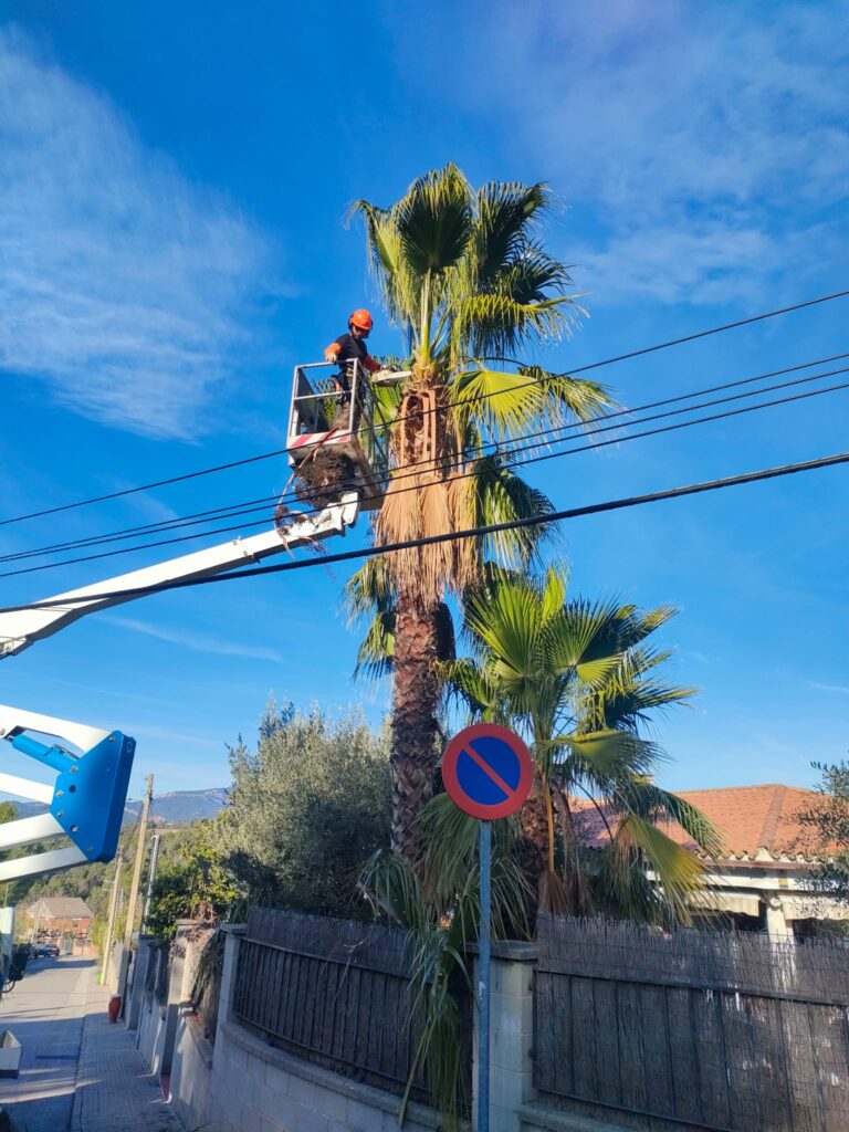 Poda de palmera con cesta
