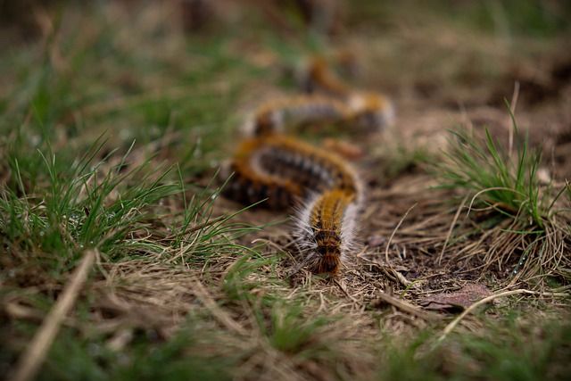 L'eruga processionària és un perill per a la teva mascota - Avanç en processó de les erugues