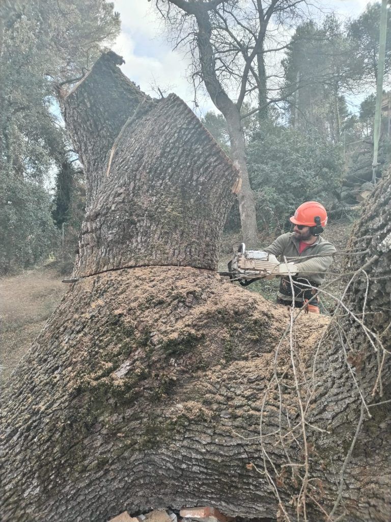 Tala y troceado de un roble grande