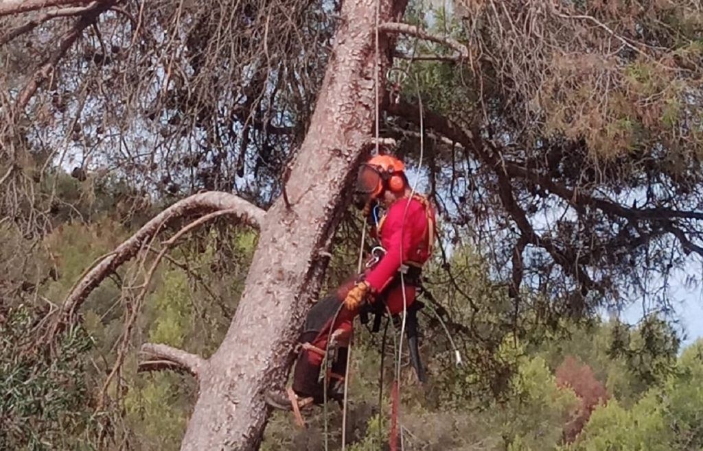 Trabajos de poda en altura en un pino blanco grande