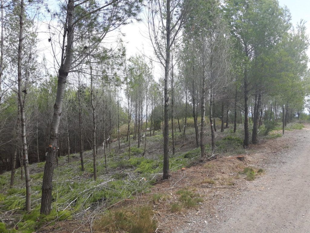 Trabajos de tala en bosque de regenerado de pino