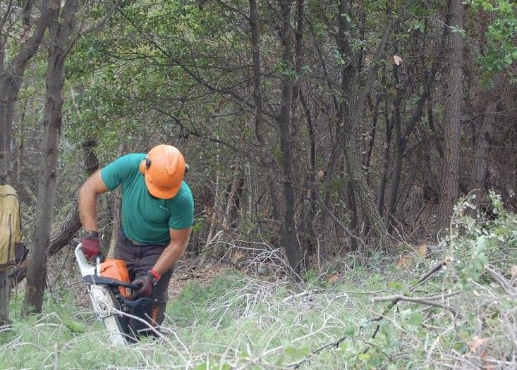 Trabajos de troceado de vegetación con motosierra