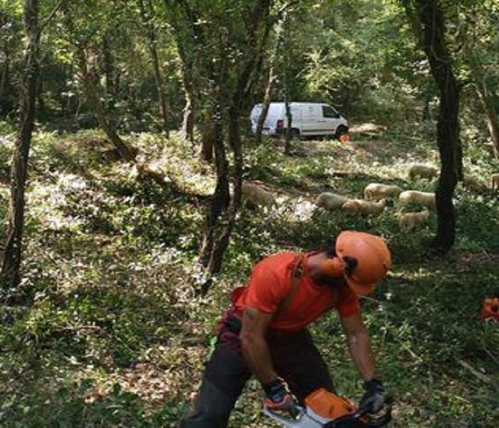 Troceando arbustivo con motosierra