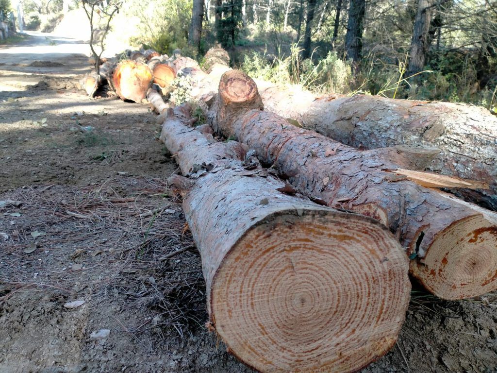fincas forestales, troncos de pino cortado en rol