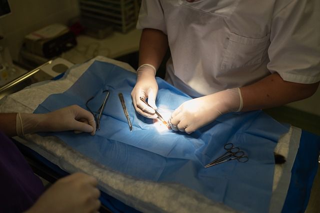 La oruga procesionaria es un peligro para tu mascota - Veterinario 