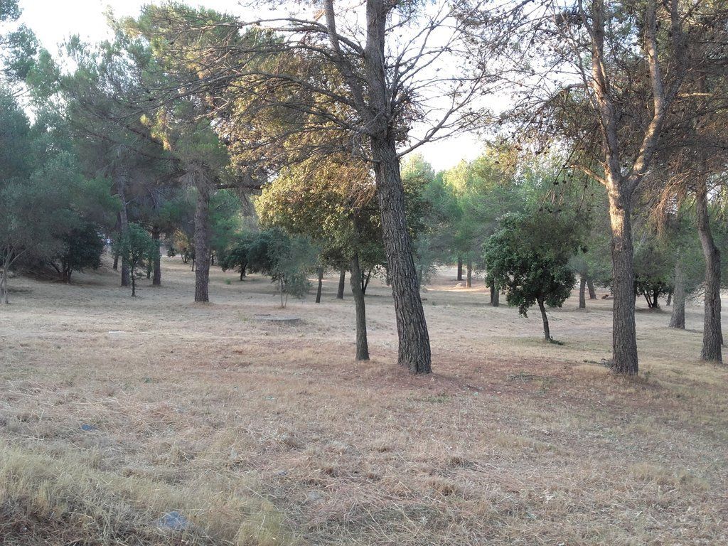 Franja de prevención de incendios forestales Forescat Zona boscosa con sotobosque gestionado