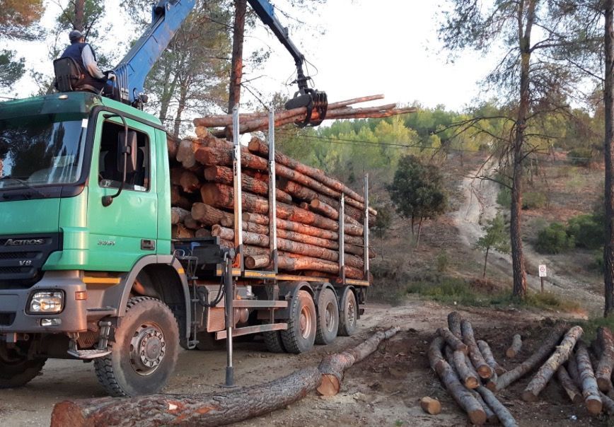 Fincas forestales, camión forestal cargando troncos de pino cortados a medida