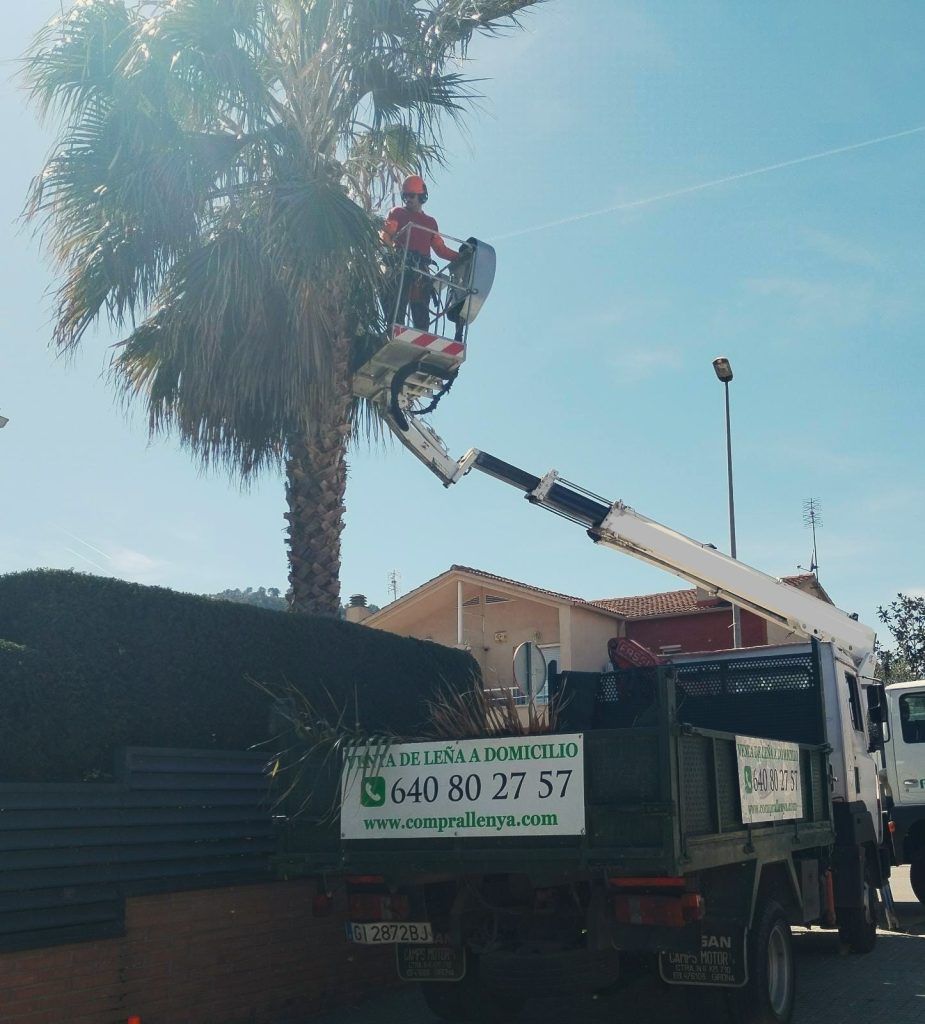 Tala de palmeras con camión y cesta