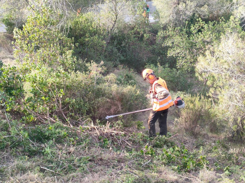 Desbroce forestal- Galeria- Forescat