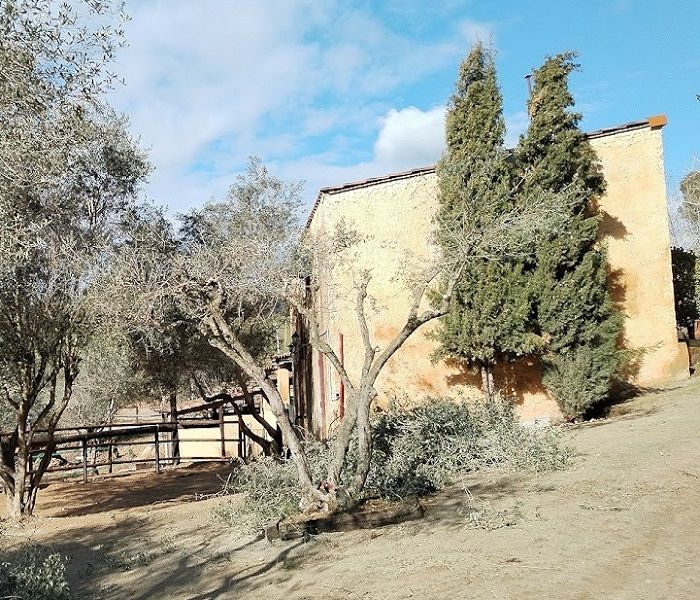 Poda de un olivo