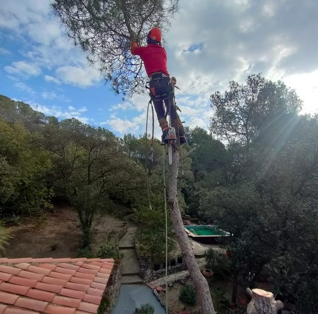 Poda de altura para la retriada de un pino peligroso