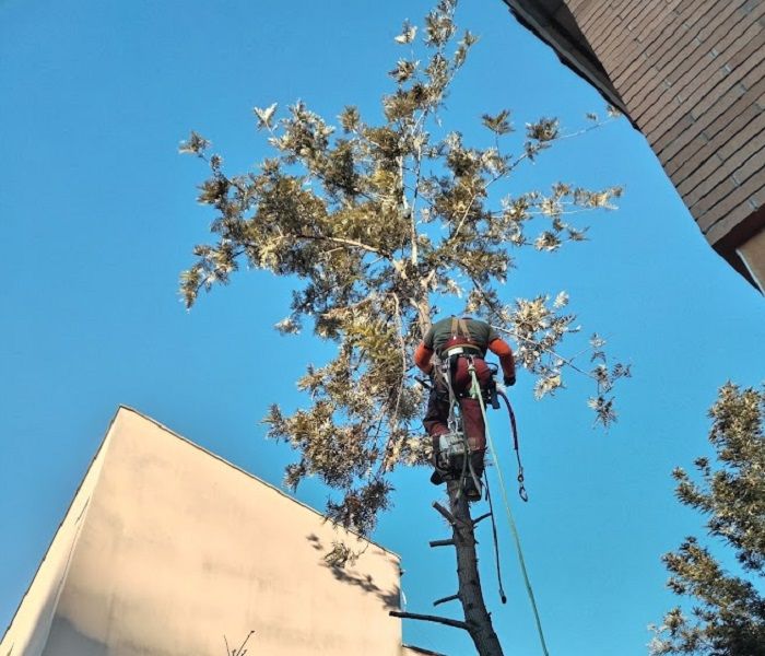Trabajos de poda en altura