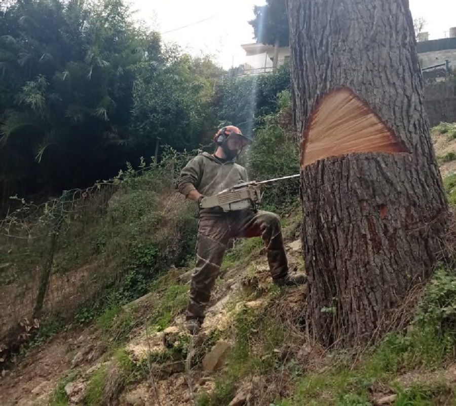 Tala de un árbol de grandes dimensiones