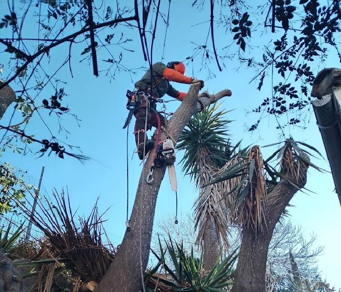 Tala en altura d'una palmera por secciones