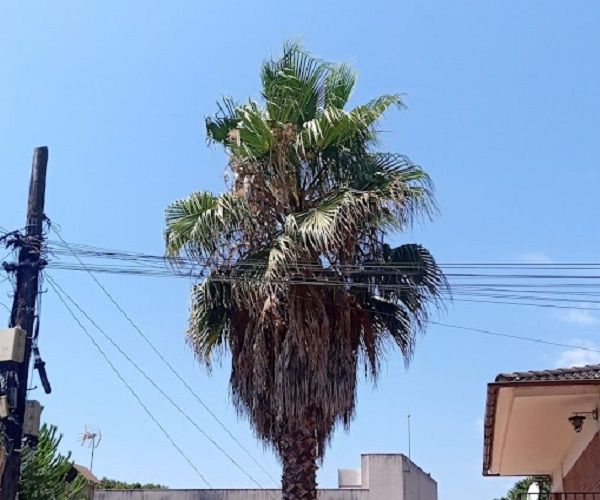 Palmera sin podar