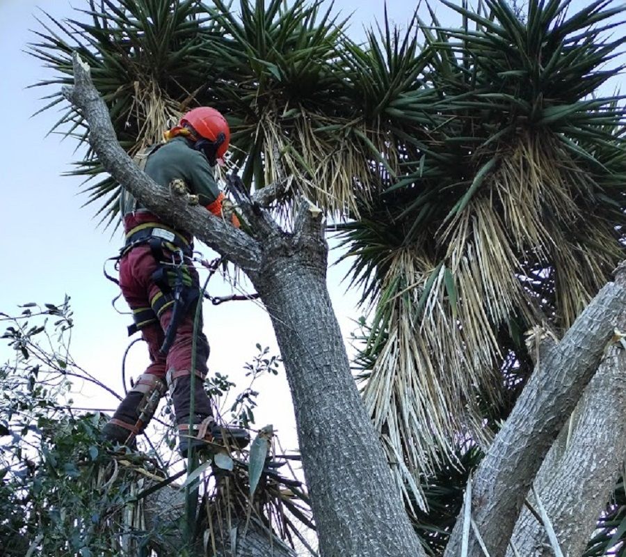Tala de palmera