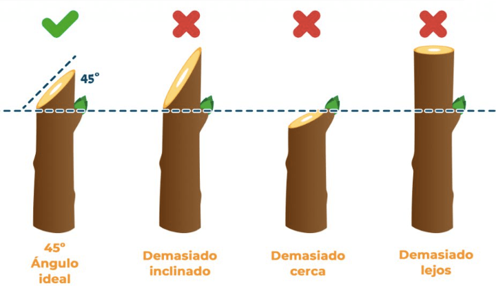 Poda correcta en ramas