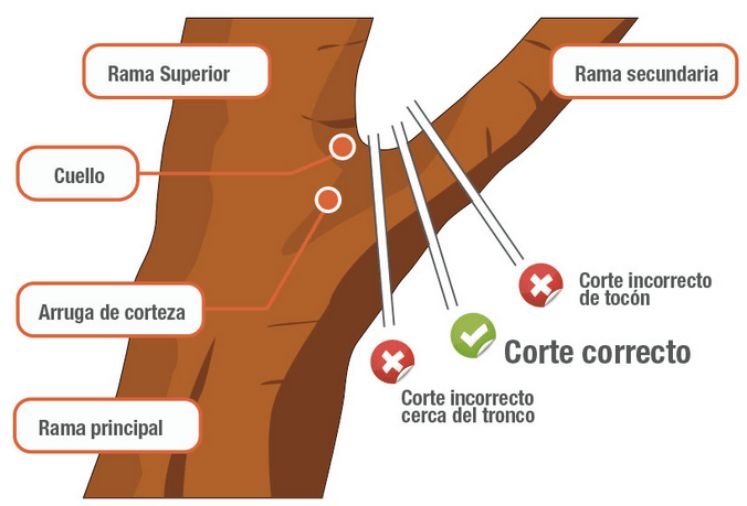 como cortar ramas
