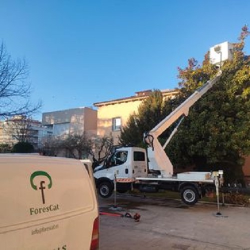 Trabajos de poda con cesta - Galeria Forescat