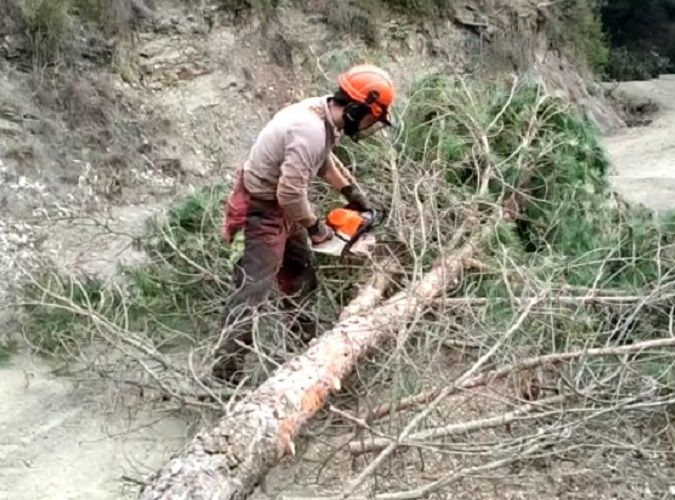 Troceado pino con motosierra - Forescat