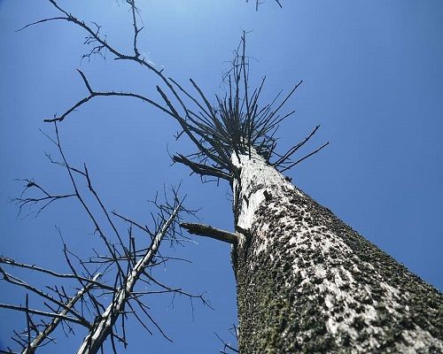 deforestación, ¿que és?