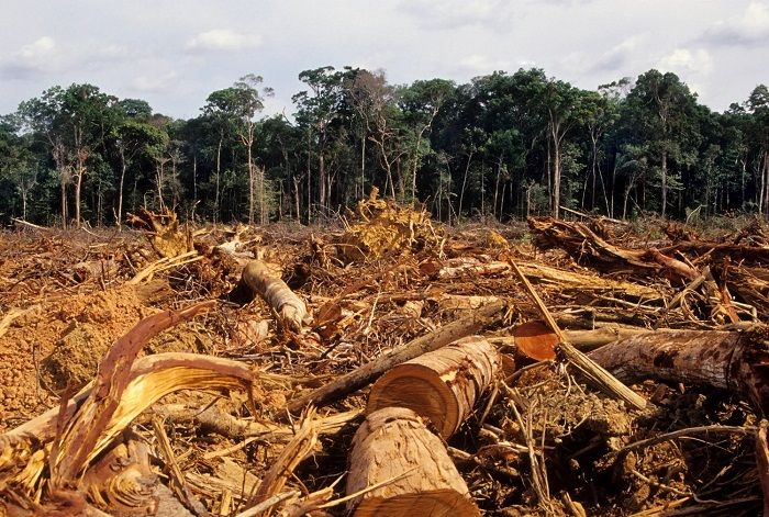 Deforestació, ¿Què és?