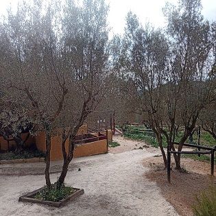 Oliveres preparades per ser podades