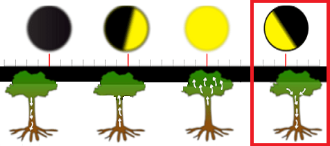 Poda de l'olivera i les fases lunars