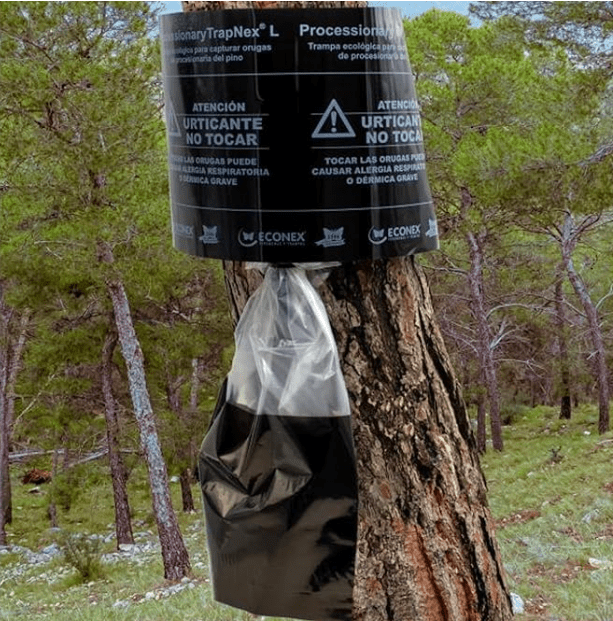 trampas para procesionaria del pino