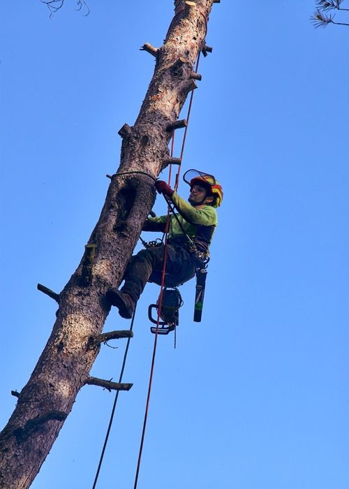 Poda en altura para la retriada de un pino peligroso