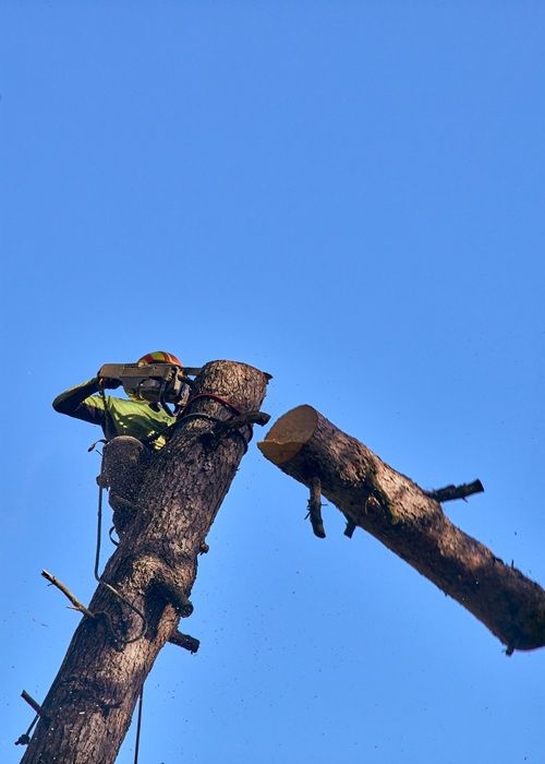 Trabajos de poda en altura en un pino blanco grande