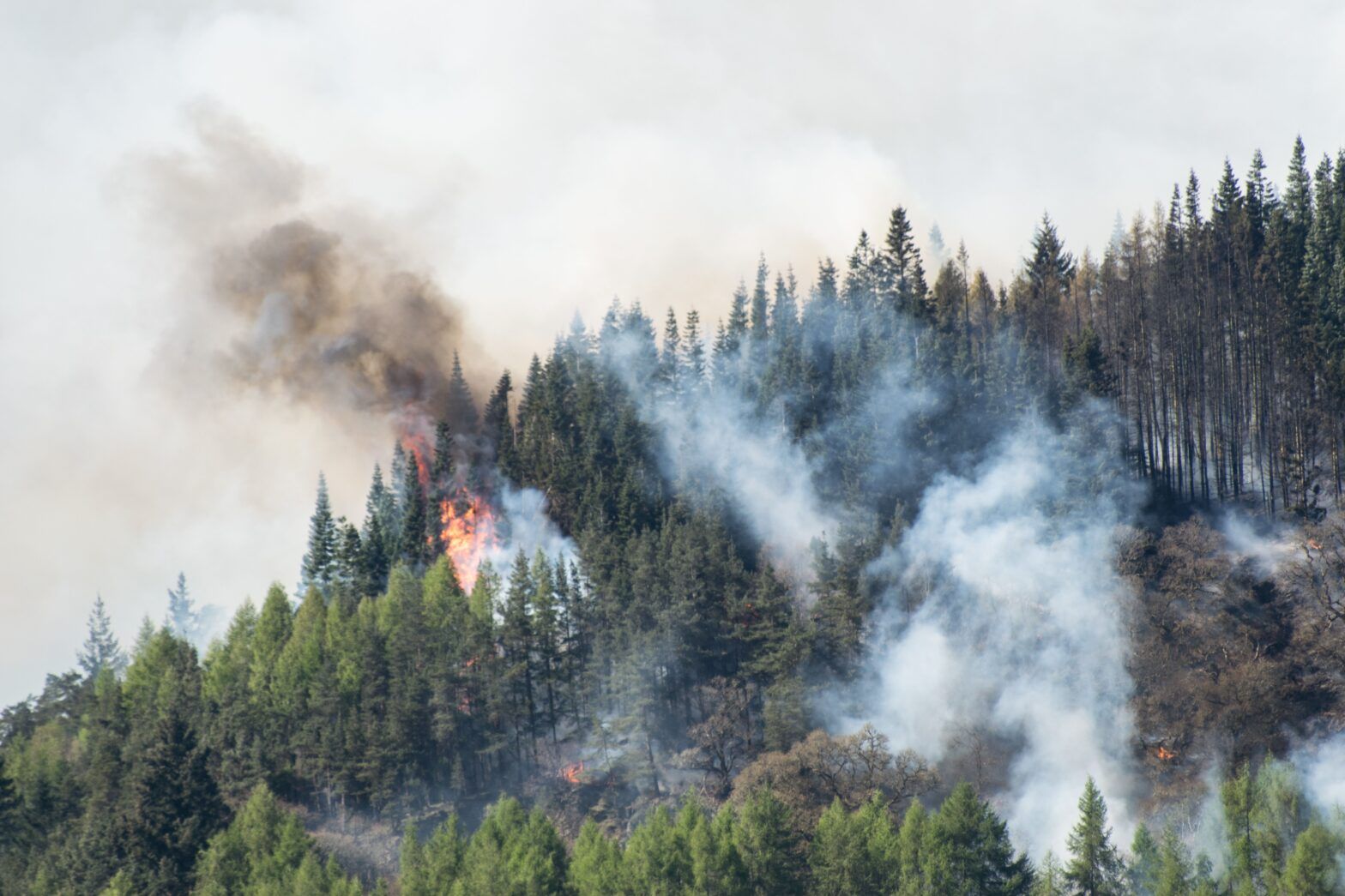 Causas de los incendios forestales y cómo prevenirlos de forma eficaz